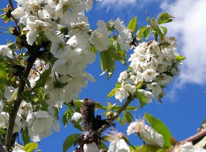 Pontesello 3* Colognola ai Colli