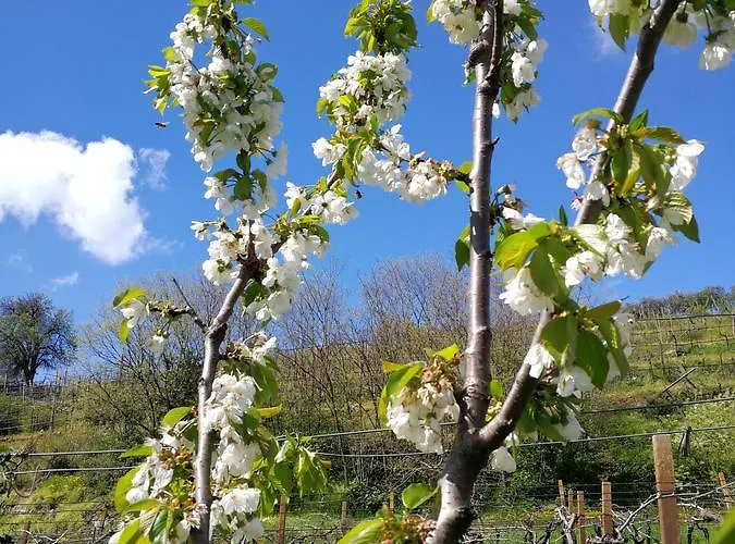 Couette-café Pontesello Colognola ai Colli