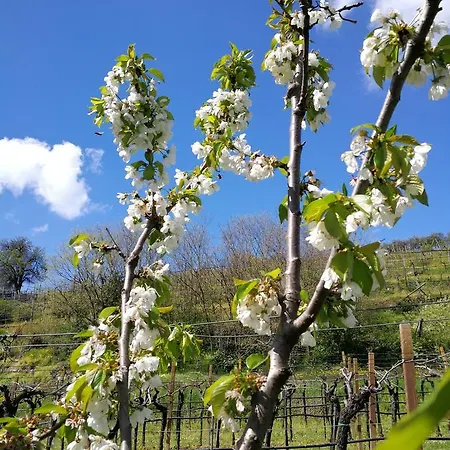 Bed and breakfast Pontesello Colognola ai Colli